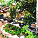 Environment & Home Gardening is one of our main program